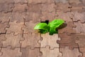 Growing Shoot: Young Plant Thrives in an Empty Puzzle Slot