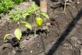 Growing shrub with green sweet peppers paprika. Black soil is watered water Royalty Free Stock Photo