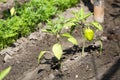 Growing shrub with green sweet peppers paprika. Black soil is watered water