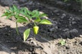 Growing shrub with green sweet peppers paprika. Black soil is watered water Royalty Free Stock Photo