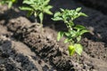 Growing shrub with green sweet peppers paprika. Black soil is watered water. Royalty Free Stock Photo