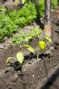 Growing shrub with green sweet peppers paprika. Black soil is watered water Royalty Free Stock Photo