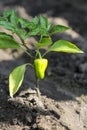 Growing shrub with green sweet peppers paprika. Black soil is watered water Royalty Free Stock Photo