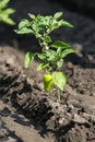 Growing shrub with green sweet peppers paprika. Black soil is watered water Royalty Free Stock Photo