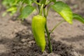 Growing shrub with green sweet peppers paprika. The Bush is watered with the water. Royalty Free Stock Photo