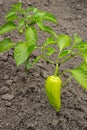 Growing shrub with green sweet peppers paprika. The Bush is watered with the water. Royalty Free Stock Photo