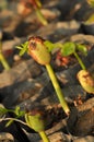 Growing of Siamese Rose Wood tree in nursery