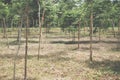 Growing siamese rosewood tracwood tree