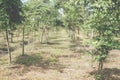 Growing siamese rosewood tracwood tree