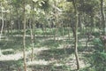 Growing siamese rosewood tracwood tree
