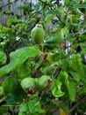 Growing Green Apples on a Tree Branch Royalty Free Stock Photo