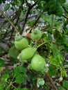 Growing Green Apples on a Tree Branch Royalty Free Stock Photo
