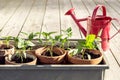 Growing small paprika plant in pots in garden Royalty Free Stock Photo