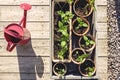 Growing small paprika plant in pots in garden Royalty Free Stock Photo