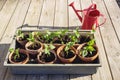 Growing small paprika plant in pots in garden Royalty Free Stock Photo