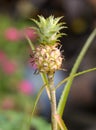 Growing small pineapple on a stem Royalty Free Stock Photo