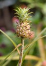 Growing small pineapple on a stem Royalty Free Stock Photo