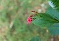 Growing Small Red Flowers With Five Petals