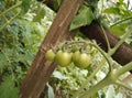 Growing small tomatoes in garde, closeup