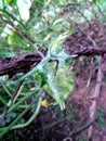 Growing small young cucumber with tendril Royalty Free Stock Photo