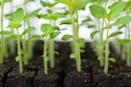 Growing snapdragon flower seedlings in soil blocks. Soil blocking and air pruning background.