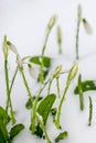 Ice on snowdrops - Galanthus nivalis in late winter. Flowers in snow in February. Freezing rain, snow storm over growing flowers.