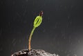 Rain drops and tiny pine tree