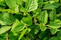 Growing soybeans in the field