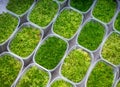 Growing sphagnum moss of different varieties Royalty Free Stock Photo