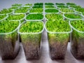 Growing sphagnum moss of different varieties Royalty Free Stock Photo