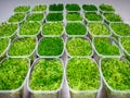 Growing sphagnum moss of different varieties Royalty Free Stock Photo