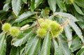 Growing spiked green chestnuts conkers on tree up close with lea