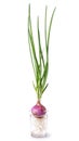 Growing spring onion in a glass jar with water, isolated on white Royalty Free Stock Photo