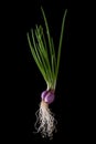 Growing spring onion plant on black background Royalty Free Stock Photo