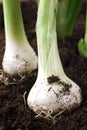 Growing Spring Onions Royalty Free Stock Photo