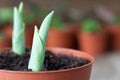 Growing spring tulips in a flowerpot close up. Several flower pots with plants in the background.