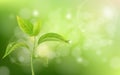 Growing sprout on green background