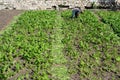 Spring field growing sprouted agricultural crops