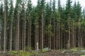 Growing spruce tree forest