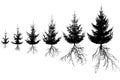 Growing spruce tree with roots. Life process of fir tree and rootage, silhouette. Vector illustration Royalty Free Stock Photo