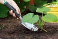 Growing (Squash) Plants Royalty Free Stock Photo