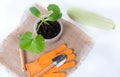 Growing squash seedlings. Young marrow plants sowing in pots on burlap background. Upper view. Planting vegetables Royalty Free Stock Photo