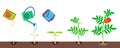 Growing stages. Gardening vector illustration.