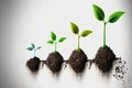 Growing stages of a seedling in soil on a white background. Banner format