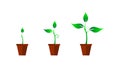 Growing step of sapling in vases