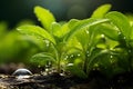 Growing Stevia Plant with Water Drops. Generative By Ai Royalty Free Stock Photo