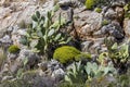 Growing on stones plants spurge Euphorbia acanthothamnos and prickly pear Opuntia on a sunny day
