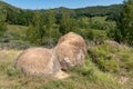 Growing Stones - Ulmet, Buzau County, Romania