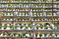Growing strawberries in greenhouse