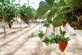 Growing strawberries in greenhouses